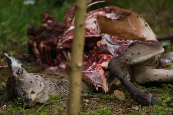 jelenica strhnutá vlkmi