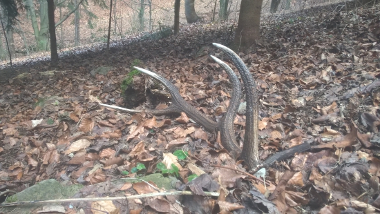 osmák pod zvážnicou