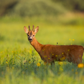 mladík na rannej pastve