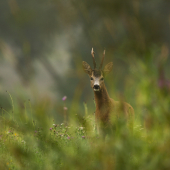 pochmúrne srnčie ráno
