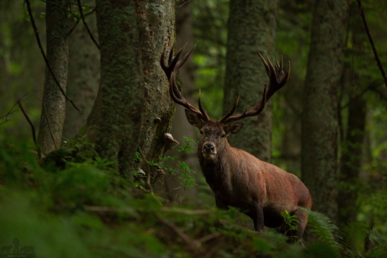 hlavný na rujovisku