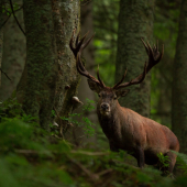hlavný na rujovisku
