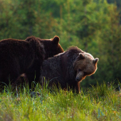 medvedí lásky čas