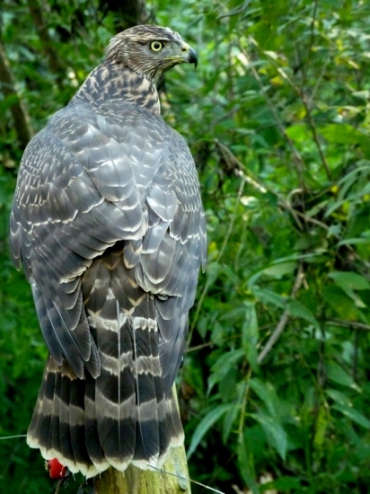 Accipiter Gentilis-samec