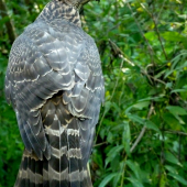 Accipiter Gentilis-samec