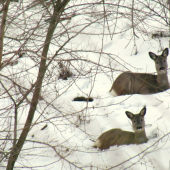 Poobedňajší odpočinok