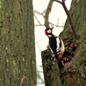 Ďateľ veľký - Dendrocopos major