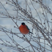Hýl lesný - Pyrrhula pyrrhula