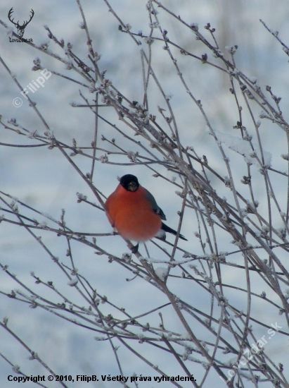 Hýl lesný - Pyrrhula pyrrhula