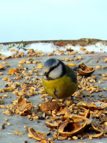 Sykorka belasá - Parus caeruleus
