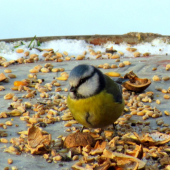 Sykorka belasá - Parus caeruleus