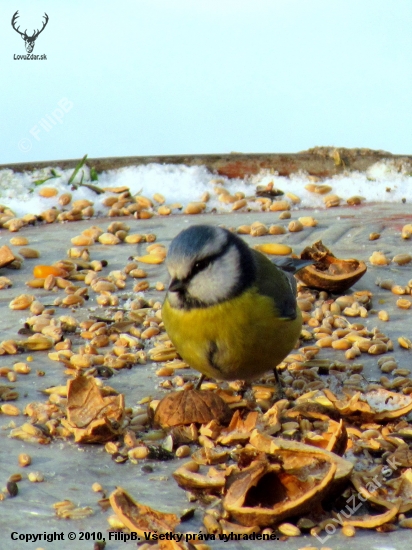 Sykorka belasá - Parus caeruleus