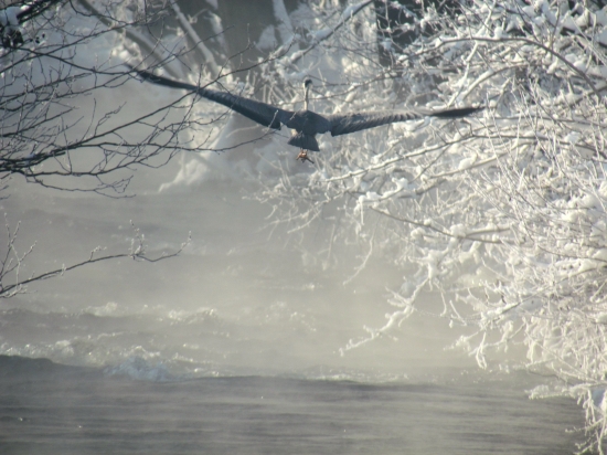 Volavka popolavá - Ardea cinerea