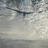 Volavka popolavá - Ardea cinerea