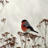 Hýl lesný - Samček