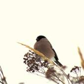 Hýl lesný - Samička