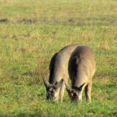 Už ím tlačia nové =)