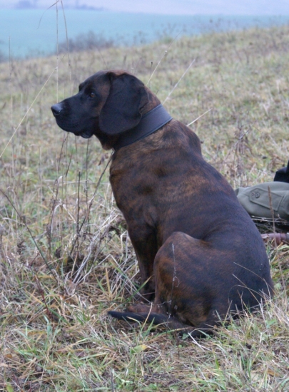 Kamoš z Horárovho dvora