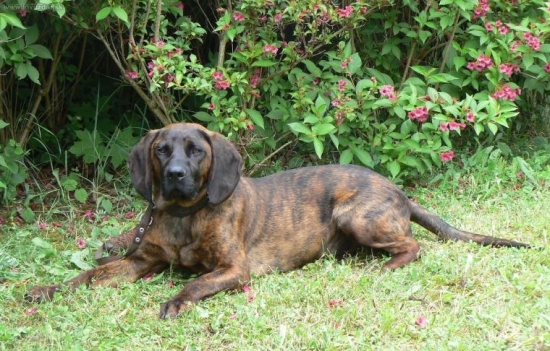 Kamoš z Horárovho dvora