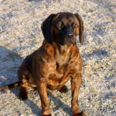 Kamoš z Horárovho dvora