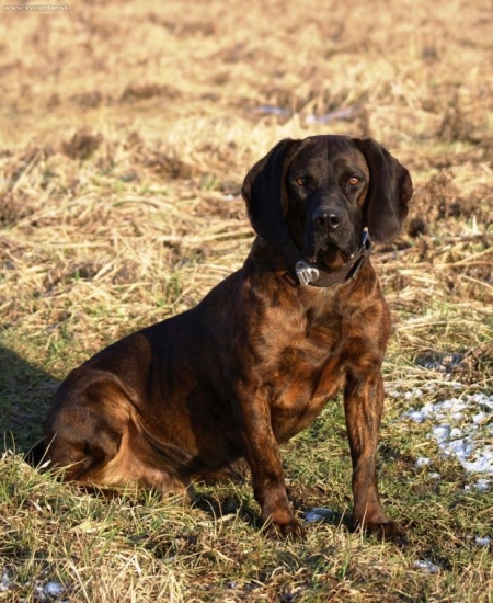 Kamoš z Horárovho dvora