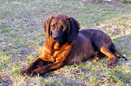 Kamoš z Horárovho dvora