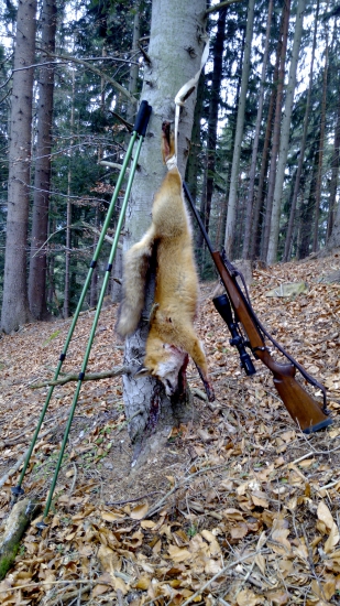 vulpes vulpes