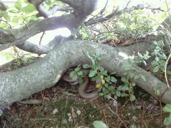 Užovka obojková -Natrix natrix1