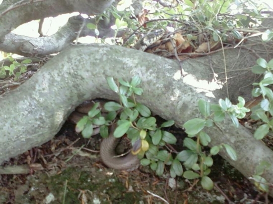 Užovka obojková -Natrix natrix