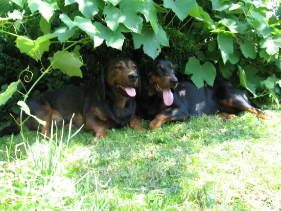 Schovany pred slnkom