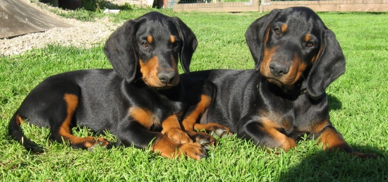 posledný voľný psik