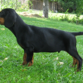 Slovenský kopov
