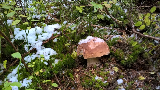 Hríb smrekový ,, snežný 