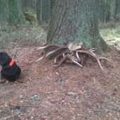 Dobrý psík 50% úspechu