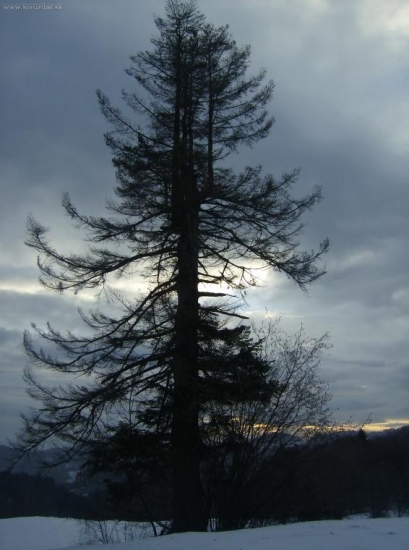 Štvorkorunná jedľa.