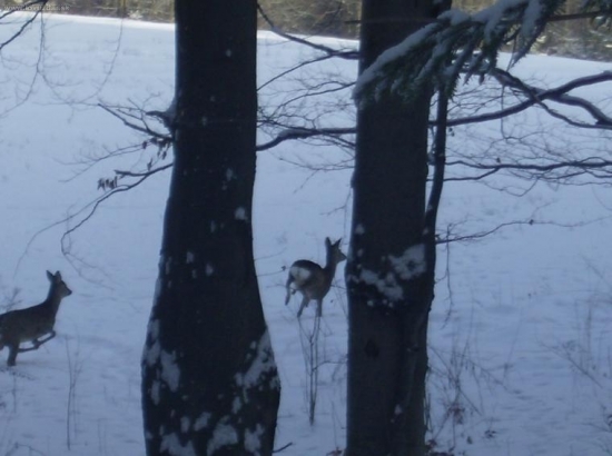 Nestihal som ich fotit