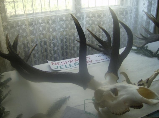 Poľovnícka výstava v BB