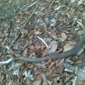 lansky 700g desatoracik