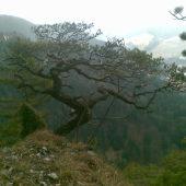 Bonsai :)