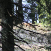 Kuna