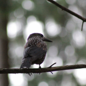 Orešnica perlovaná