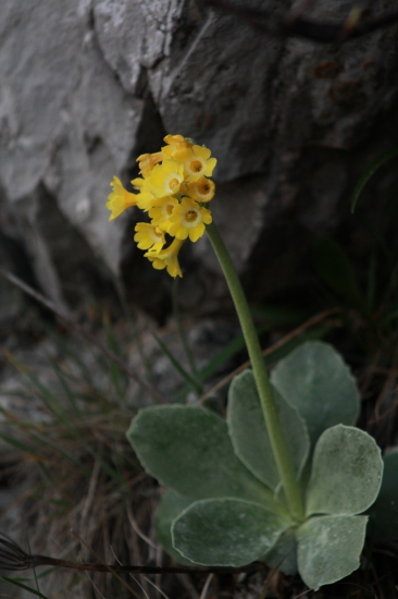 PRIMULA AURICULA -PRVOSIENKA HOLÁ