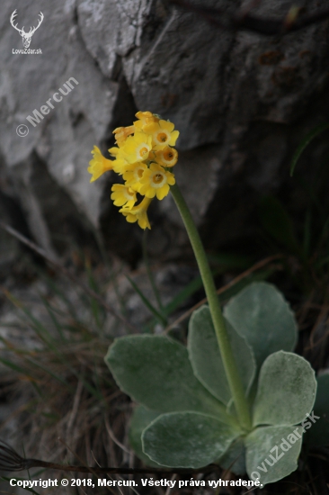 PRIMULA AURICULA -PRVOSIENKA HOLÁ