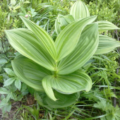 kychavica biela