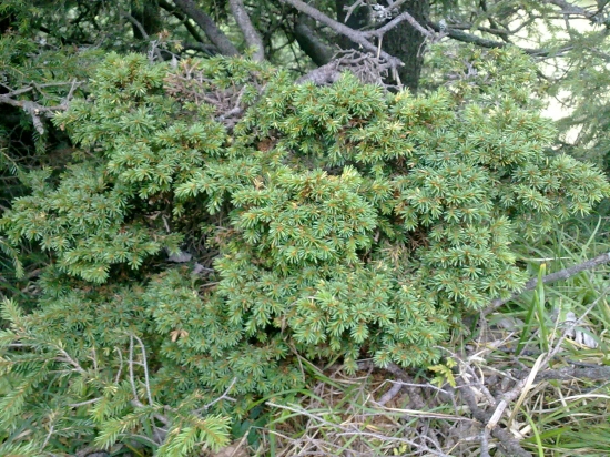 Zasmradená metlica na 