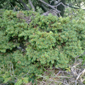 Zasmradená metlica na 