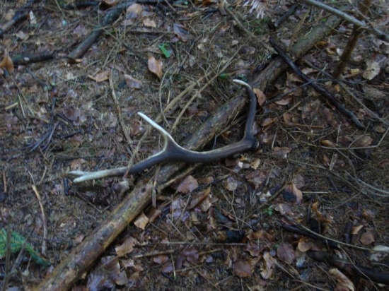 tento rok prvy dufam ze nie posledny