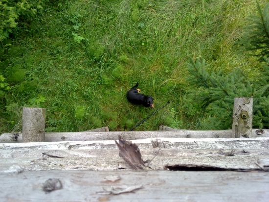 Aron Vyšné-odloženie