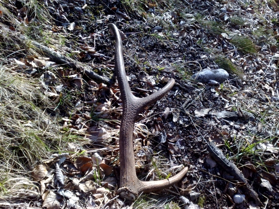 maly ale nedal sa prehliadnut