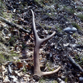 maly ale nedal sa prehliadnut